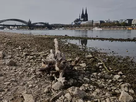 In großen Teilen Europas kam es zu Niedrigwasser - wie hier in Köln. - Foto: Oliver Berg/dpa