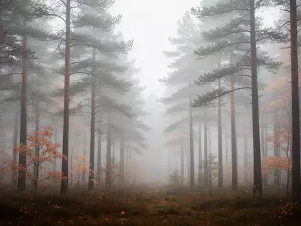 Nebelverhangener skandinavischer Kiefernwald an einem herbstlichen Morgen, symbolisch für kognitive Gesundheit und Prävention. - Foto: über boerse-global.de