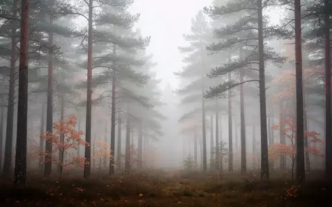 Nebelverhangener skandinavischer Kiefernwald an einem herbstlichen Morgen, symbolisch für kognitive Gesundheit und Prävention. - Foto: über boerse-global.de
