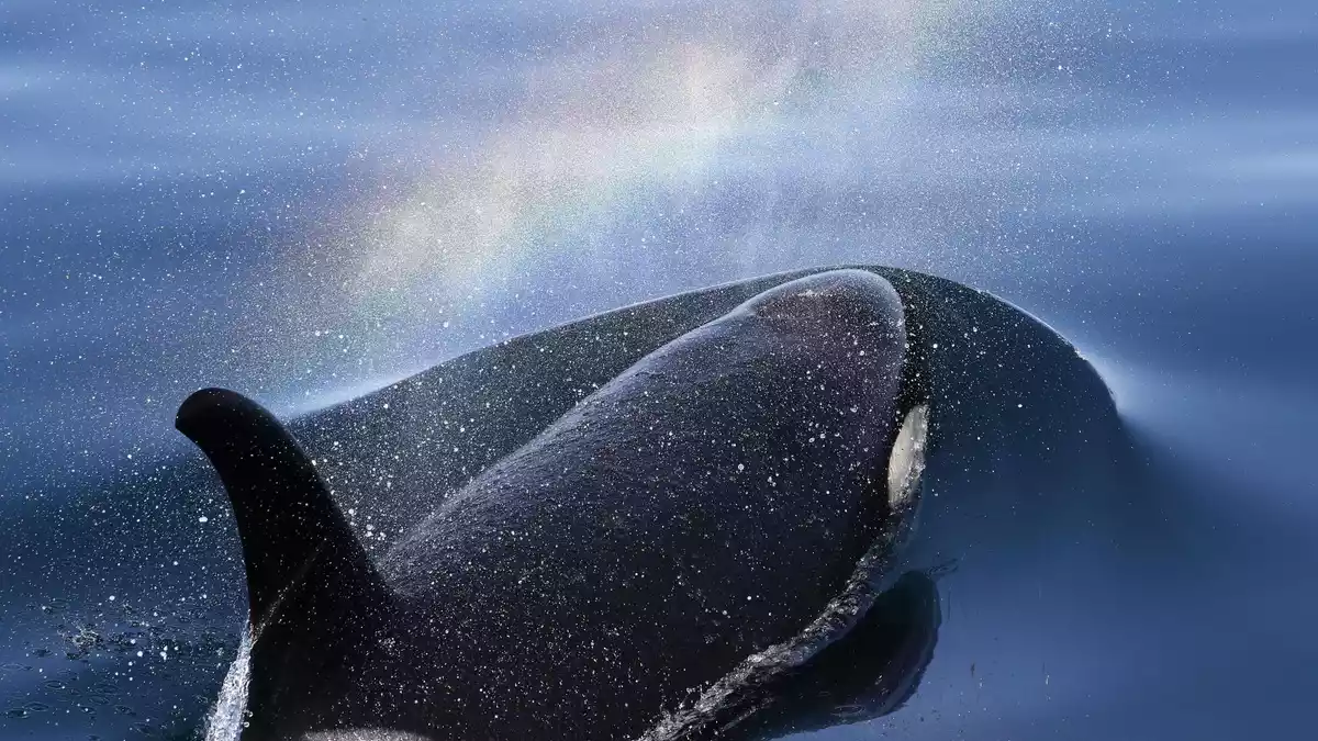Orcas tragen ihre toten Babys oft über längere Zeit mit sich. (Archivbild) - Bild: ---/Kyodo/dpa