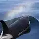 Orcas tragen ihre toten Babys oft über längere Zeit mit sich. (Archivbild) - Bild: ---/Kyodo/dpa
