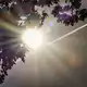 Die Sonne schaut hinter einer Baumkrone hervor. (Archivbild) - Bild: Christoph Reichwein/dpa