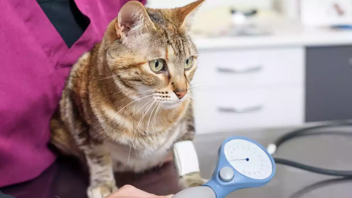 Wenn die Nieren nachlassen - chronische Nierenerkrankung bei Katzen - Bild: presseportal.de
