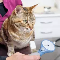 Wenn die Nieren nachlassen - chronische Nierenerkrankung bei Katzen - Foto: presseportal.de