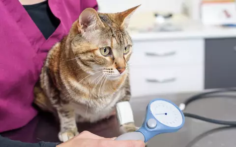 Wenn die Nieren nachlassen - chronische Nierenerkrankung bei Katzen - Foto: presseportal.de