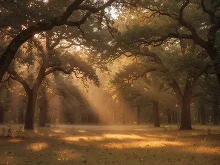 Ein friedlicher, sonnendurchfluteter Wald bei Sonnenuntergang, der Ruhe und psychische Stabilität symbolisiert. - Foto: über boerse-global.de