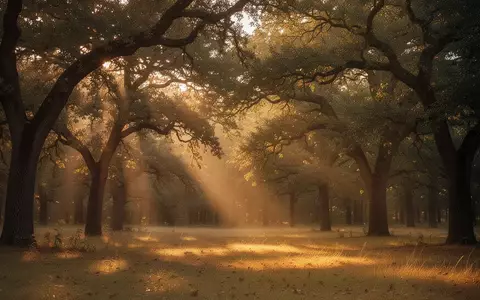 Ein friedlicher, sonnendurchfluteter Wald bei Sonnenuntergang, der Ruhe und psychische Stabilität symbolisiert. - Foto: über boerse-global.de