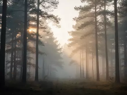 Ein ruhiger, nebliger Wald bei Tagesanbruch, der eine Atmosphäre von Stille und tiefer Entspannung vermittelt. - Foto: über boerse-global.de