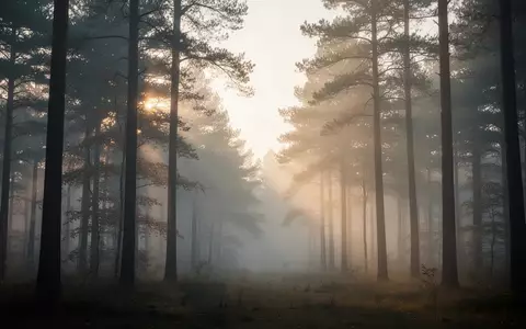 Ein ruhiger, nebliger Wald bei Tagesanbruch, der eine Atmosphäre von Stille und tiefer Entspannung vermittelt. - Foto: über boerse-global.de