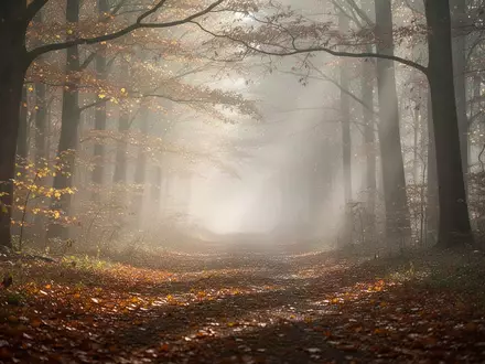 Ein nebliger Waldweg im Herbst mit goldenem Laub und sanftem, diffusem Tageslicht. - Foto: über boerse-global.de