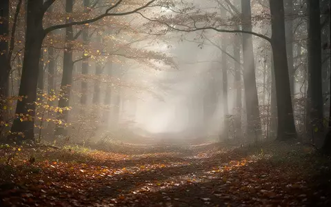 Ein nebliger Waldweg im Herbst mit goldenem Laub und sanftem, diffusem Tageslicht. - Foto: über boerse-global.de