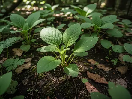 Nahaufnahme von verschiedenen grünen Wildpflanzen und Blättern auf einem schattigen, moosbedeckten Waldboden. - Foto: über boerse-global.de