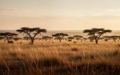 Weite afrikanische Savannenlandschaft bei Sonnenuntergang mit Akazienbäumen und trockenem Gras. - Foto: über boerse-global.de