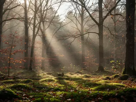 Sanftes Sonnenlicht, das durch kahle Baumzweige in einem herbstlichen Wald auf den Waldboden fällt. - Foto: über boerse-global.de