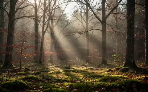 Sanftes Sonnenlicht, das durch kahle Baumzweige in einem herbstlichen Wald auf den Waldboden fällt. - Foto: über boerse-global.de