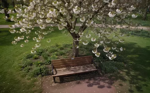 Symbolbild: Parkbank unter einem blühenden Baum - Foto: über boerse-global.de