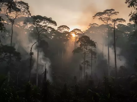 Dichter, rauchverhangener Regenwald in Borneo während eines Waldbrandes mit atmosphärischem Licht. - Foto: über boerse-global.de