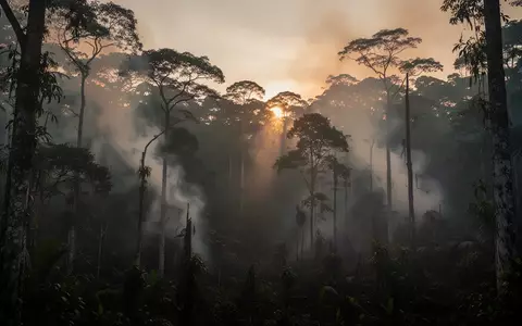 Dichter, rauchverhangener Regenwald in Borneo während eines Waldbrandes mit atmosphärischem Licht. - Foto: über boerse-global.de