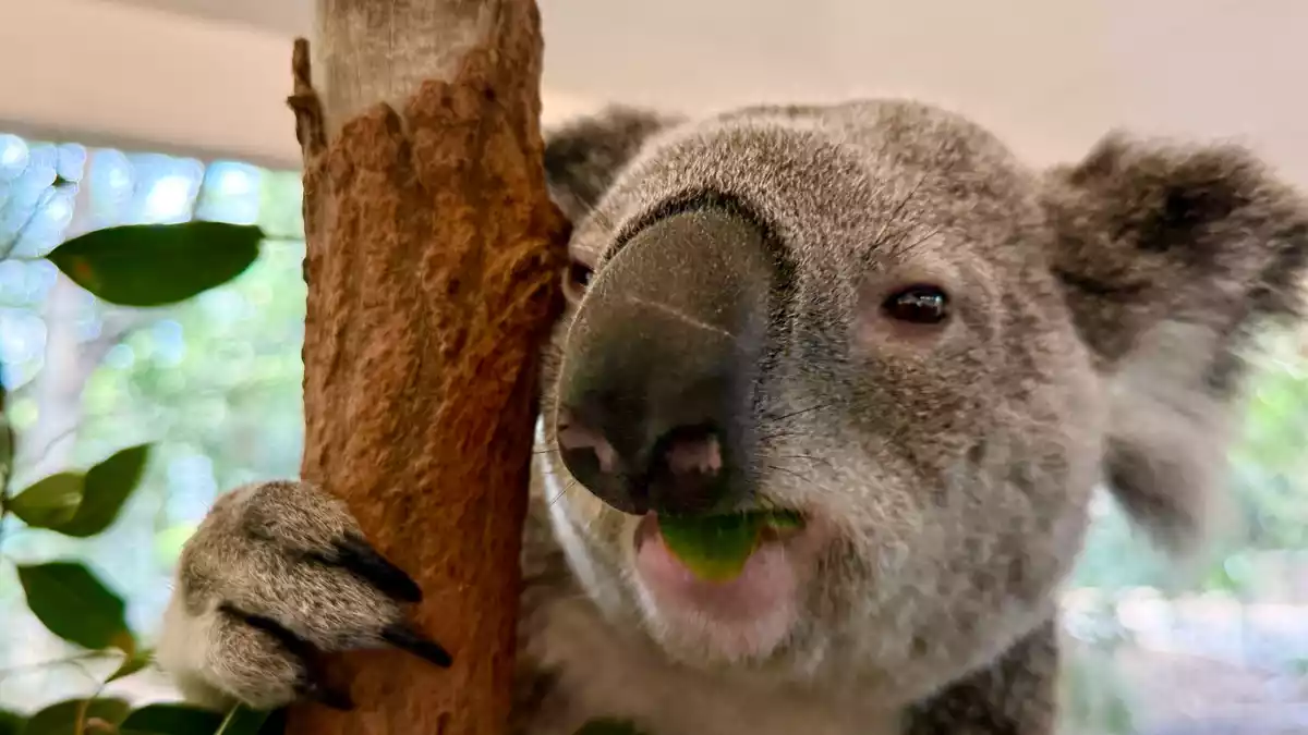 Koalas sind sehr niedlich - und haben erstaunliche Eigenschaften. - Bild: Carola Frentzen/dpa