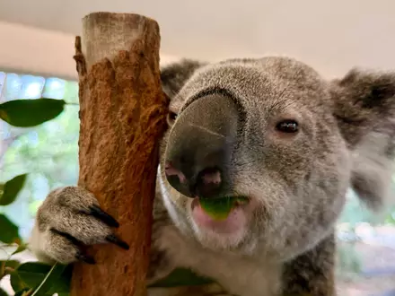 Koalas sind sehr niedlich - und haben erstaunliche Eigenschaften. - Foto: Carola Frentzen/dpa