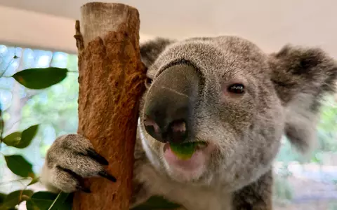 Koalas sind sehr niedlich - und haben erstaunliche Eigenschaften. - Foto: Carola Frentzen/dpa