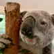 Koalas sind sehr niedlich - und haben erstaunliche Eigenschaften. - Bild: Carola Frentzen/dpa