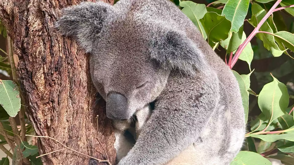 Die meiste Zeit des Tages ruhen Koalas, um Energie zu sparen.  - Bild: Carola Frentzen/dpa