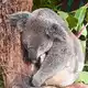 Die meiste Zeit des Tages ruhen Koalas, um Energie zu sparen.  - Bild: Carola Frentzen/dpa