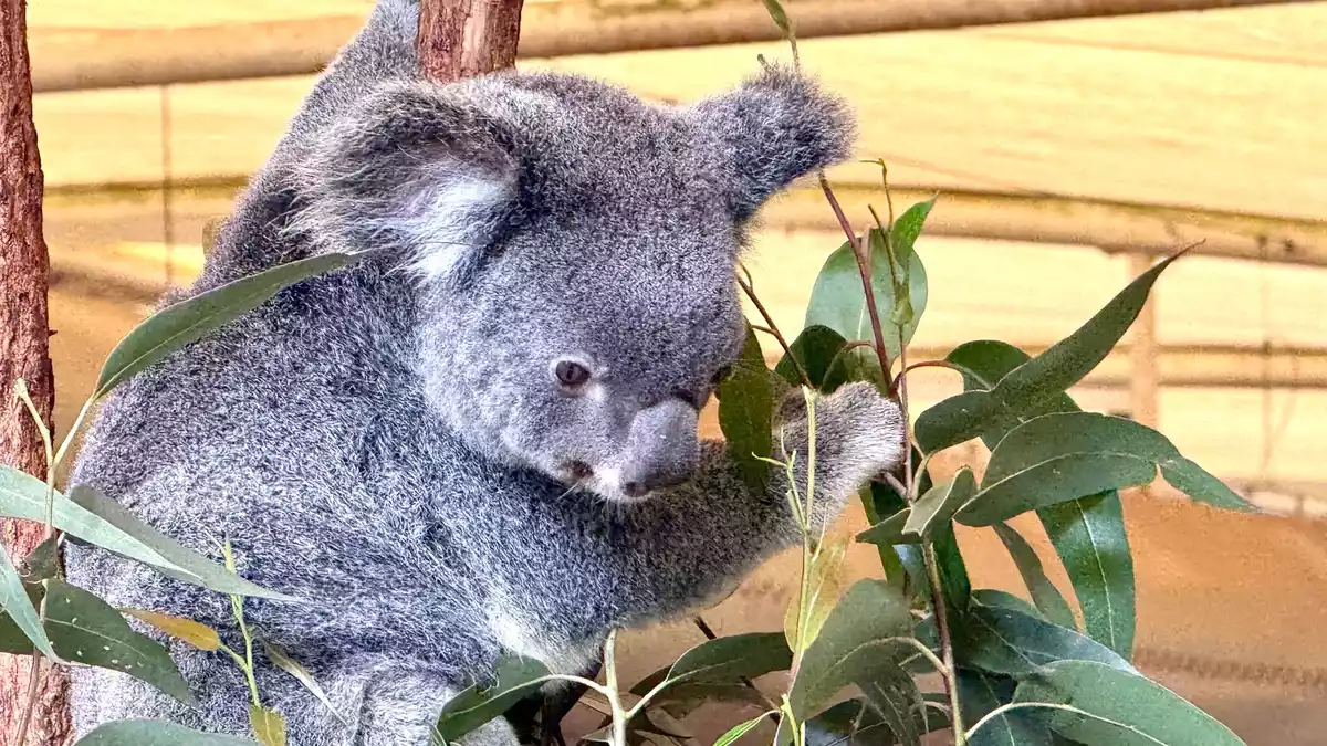 Die australischen Beuteltiere ernähren sich fast ausschließlich von Eukalyptusblättern. - Bild: Carola Frentzen/dpa