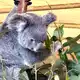 Die australischen Beuteltiere ernähren sich fast ausschließlich von Eukalyptusblättern. - Bild: Carola Frentzen/dpa