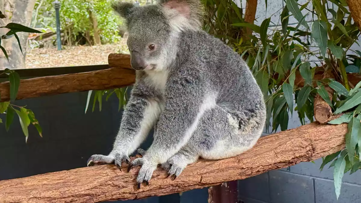 Koalas verlieren immer mehr ihres natürlichen Lebensraums. - Bild: Carola Frentzen/dpa