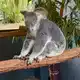 Koalas verlieren immer mehr ihres natürlichen Lebensraums. - Bild: Carola Frentzen/dpa