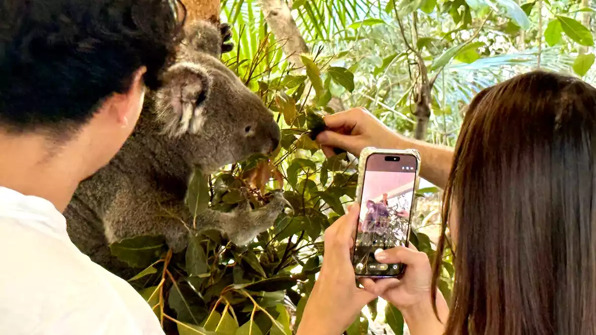Besucher können im Lone Pine Koala Sanctuary einen «Koala Moment» buchen. - Bild: Carola Frentzen/dpa