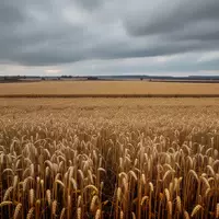 Weites, goldenes Getreidefeld unter einem bewölkten Herbsthimmel, das die wirtschaftliche Belastung landwirtschaftlicher Flächen symbolisiert. - Foto: über boerse-global.de