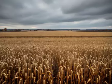 Weites, goldenes Getreidefeld unter einem bewölkten Herbsthimmel, das die wirtschaftliche Belastung landwirtschaftlicher Flächen symbolisiert. - Foto: über boerse-global.de