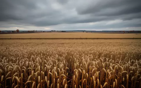 Weites, goldenes Getreidefeld unter einem bewölkten Herbsthimmel, das die wirtschaftliche Belastung landwirtschaftlicher Flächen symbolisiert. - Foto: über boerse-global.de