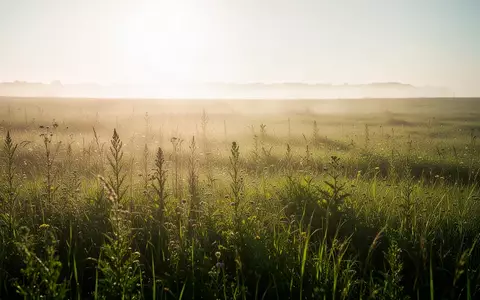 Ein sonnendurchflutetes Feld mit grünen Wiesen und Pflanzen in natürlichem Licht. - Foto: über boerse-global.de