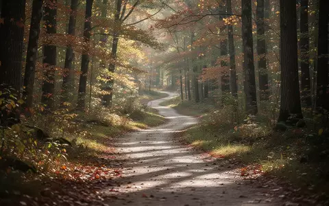 Ein sonnendurchfluteter Waldweg im Herbst, der zu einem Spaziergang einlädt. - Foto: über boerse-global.de