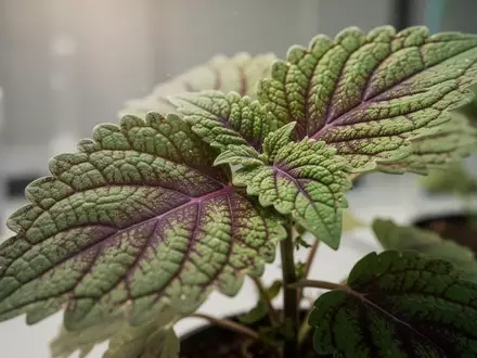 Nahaufnahme eines Coleus-forskohlii-Blattes mit detaillierter Blattstruktur vor einem unscharfen Laborhintergrund. - Foto: über boerse-global.de