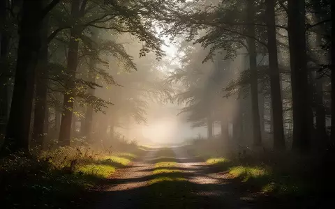 Ein ruhiger, von sanftem Morgenlicht durchfluteter Waldweg mit leichtem Nebel, der eine Atmosphäre der Stille und Besonnenheit ausstrahlt. - Foto: über boerse-global.de