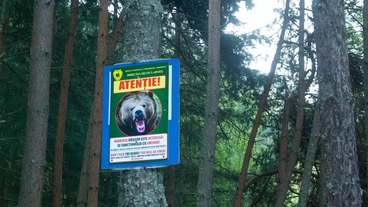 Ein Schild warnt vor Bären am Rande einer Bergstraße in den Karpaten. (Archivbild) - Bild: Kathrin Lauer/dpa