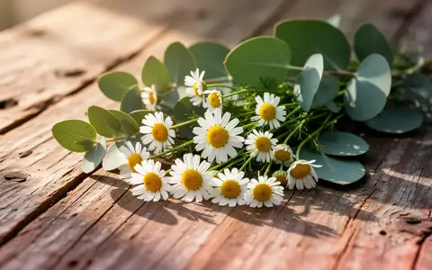 Frische Kamillenblüten und Eukalyptusblätter auf einer rustikalen Holzoberfläche im natürlichen Sonnenlicht. - Foto: über boerse-global.de