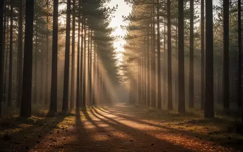 Ein ruhiger Waldweg im sanften Licht der goldenen Stunde als Symbol für mentale Ruhe und Resilienz. - Foto: über boerse-global.de