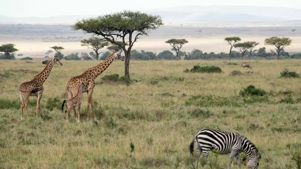 Flugzeuge und Zebras können sich im Nationalpark gefährlich nah kommen.  - Bild: picture alliance / Gioia Forster/dpa