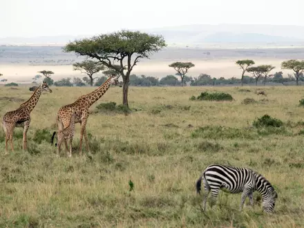 Flugzeuge und Zebras können sich im Nationalpark gefährlich nah kommen. - Foto: picture alliance / Gioia Forster/dpa