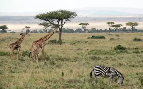 Flugzeuge und Zebras können sich im Nationalpark gefährlich nah kommen. - Foto: picture alliance / Gioia Forster/dpa