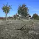 Vor dem Absturz hatte es einen Baum gestreift.  - Bild: Marius Bulling/onw-images/dpa