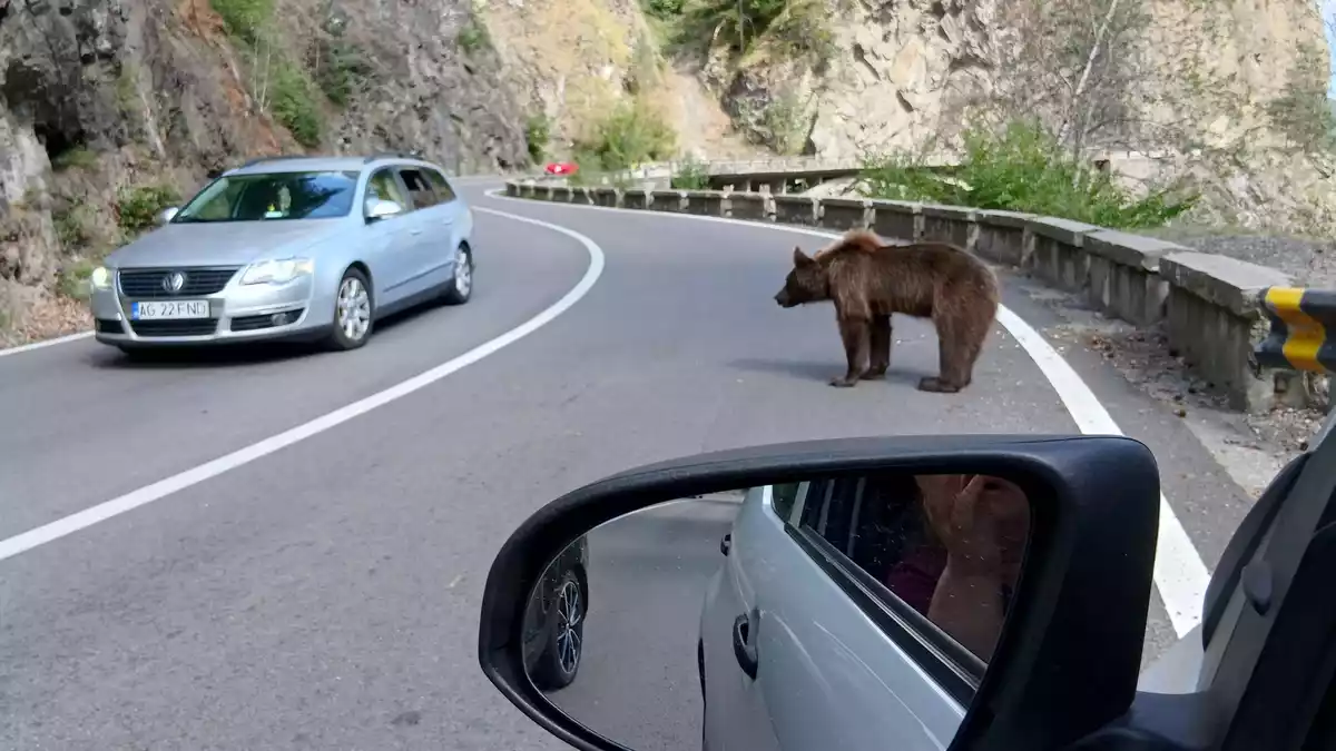 Ein Bär mitten auf der Straße. (Archivbild) - Bild: Kathrin Lauer/dpa
