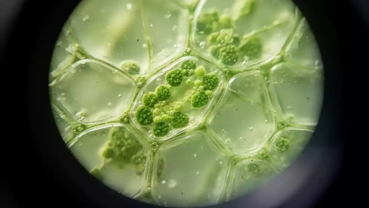 Alternsforschung: Studien untersuchen Ernährung, Pilze und 5-Amino-1MQ