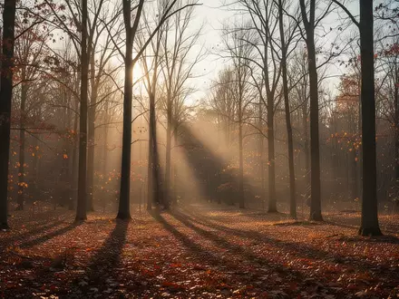 Ein herbstlicher Wald mit kahlen Bäumen und einfallendem Sonnenlicht in der goldenen Stunde. - Foto: über boerse-global.de